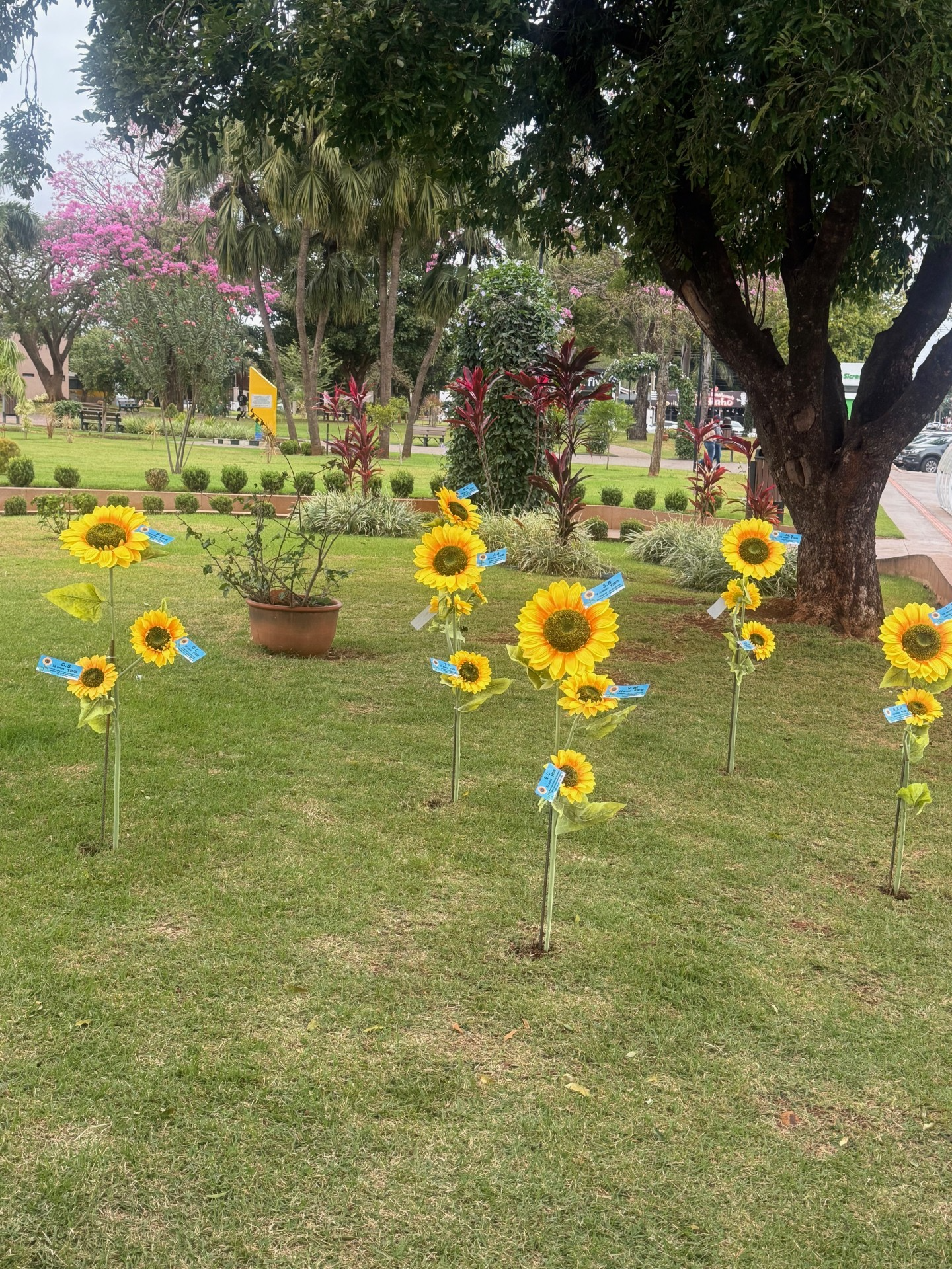 Praça Nestor Pires Barbosa onde foram plantados os 17 Girassóis ( Foto:  Hosana de Lourdes)