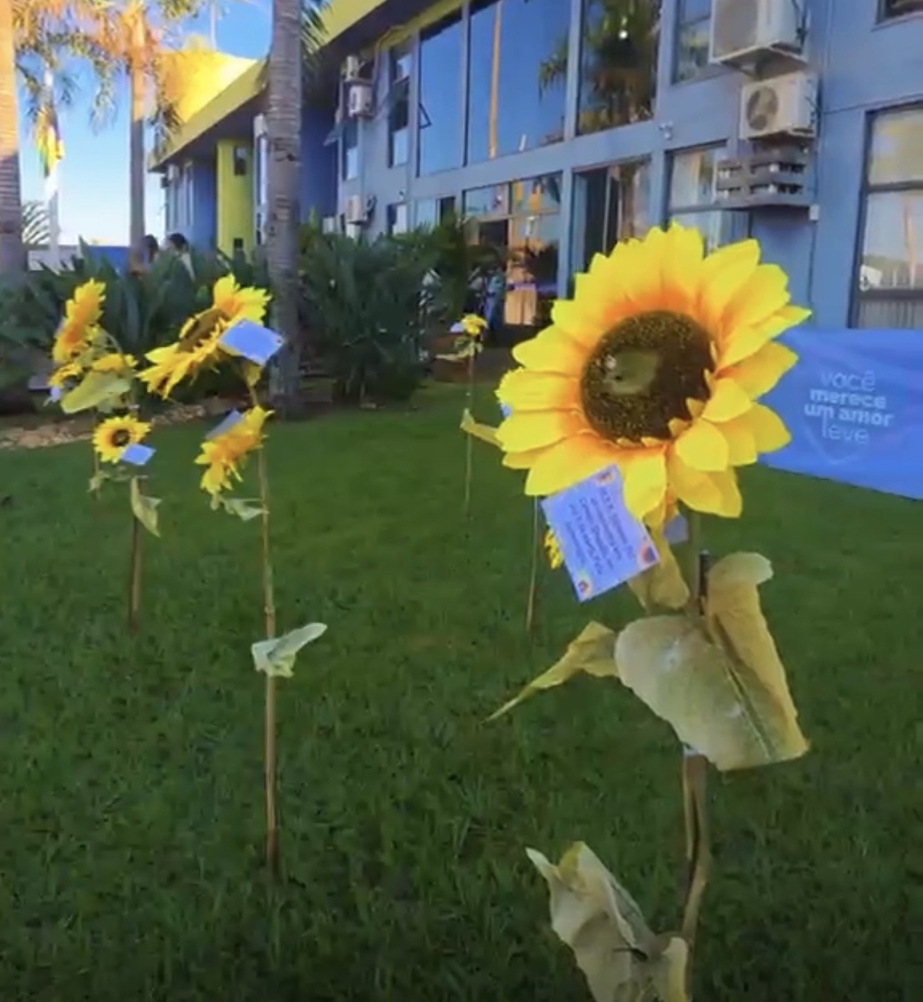 No Jardim do Pa&ccedil;o Municipal 13 girass&oacute;is relebram as 13 vitimas de feminicidio no Estado em 2026