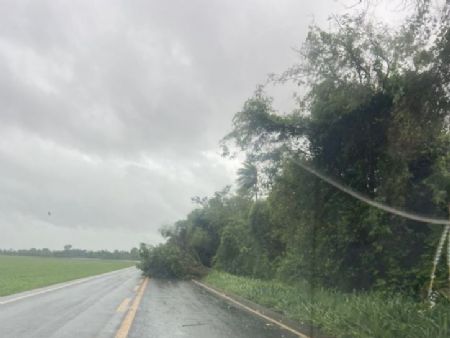 Na MS-157, rodovia que liga Maracaju a Itaporã, após a região do Carumbé, uma árvore caiu no meio da pista, bloqueando parte da via