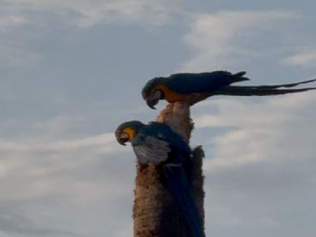 Casal de araras amanheceram o dia cantarolando nesse resto de pé de coqueiro