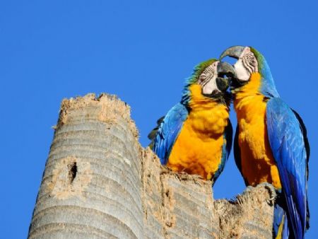 araras-canindé são símbolo de Campo Grande