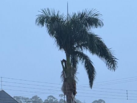 Neblina marca o amanhecer desta terça-feira em Maracaju após forte chuva na véspera