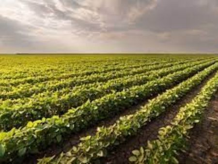 area entre Sidrolândia e Maracaju