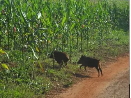 Javalis flagrados em meio a lavoura (Foto: Matam/Divulgação)