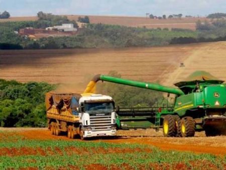 A área cultivada  atingiu 4,4 milhões de hectares, 5,5% a mais do que na safra passada e a produtividade cresceu em 4,2%, chegando a 3,4 mil quilos por hectare.