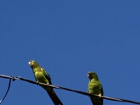 Casal de maritacas tomando seu sol pela manhã de hoje em Maracaju