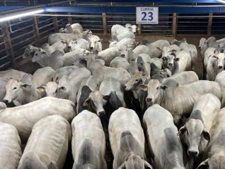 4.057 animais foram avaliados em Barra do Garças (MT), no Circuito Nelore de Qualidade