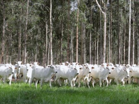 Declaração de Rebanho: segunda etapa da campanha da Iagro começa em 1º de novembro