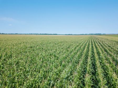 Área tratada com defensivos agrícolas no Brasil deve encerrar 2025 com crescimento de 3,4% FreePik