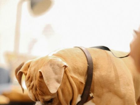 Seu pet sofre com problemas nas articulações? Saiba como reconhecer os sinais e preservar sua mobilidade