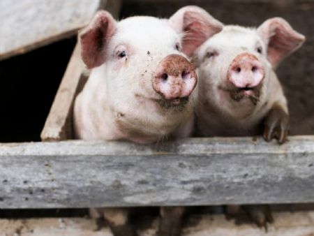 Bem-estar animal avança na suinocultura, mas resistência a antibióticos ainda ameaça saúde pública