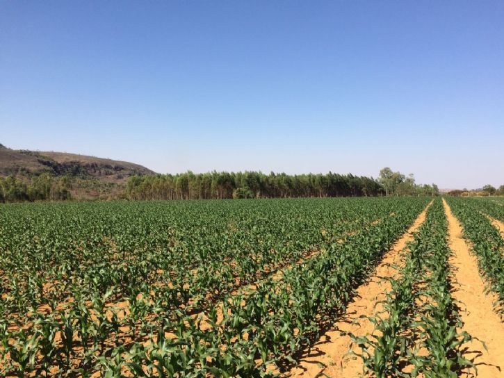 Quantidade De Adubo Por Hectare Para Milho
