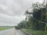 Na MS-157, rodovia que liga Maracaju a Itaporã, após a região do Carumbé, uma árvore caiu no meio da pista, bloqueando parte da via