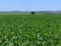 Obrigatório, o cadastro é uma ferramenta para o monitoramento fitossanitário e controle da ferrugem asiática