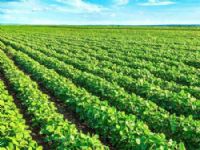 Plantio na região de Maracaju