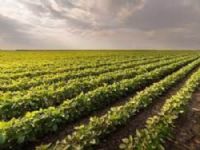 area entre Sidrolândia e Maracaju