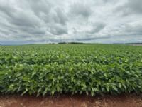 Produção de soja em Maracaju maior produtor de grãos do MS