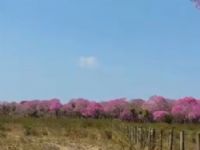 Pantanal se cobre de rosa em meio à seca e às queimadas da estação