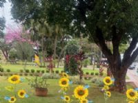 17 girassóis foram plantados na praça centreal Nestor Pires Barbosa em Maracaju