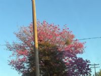 Avenida Mario Correa em Maracaju